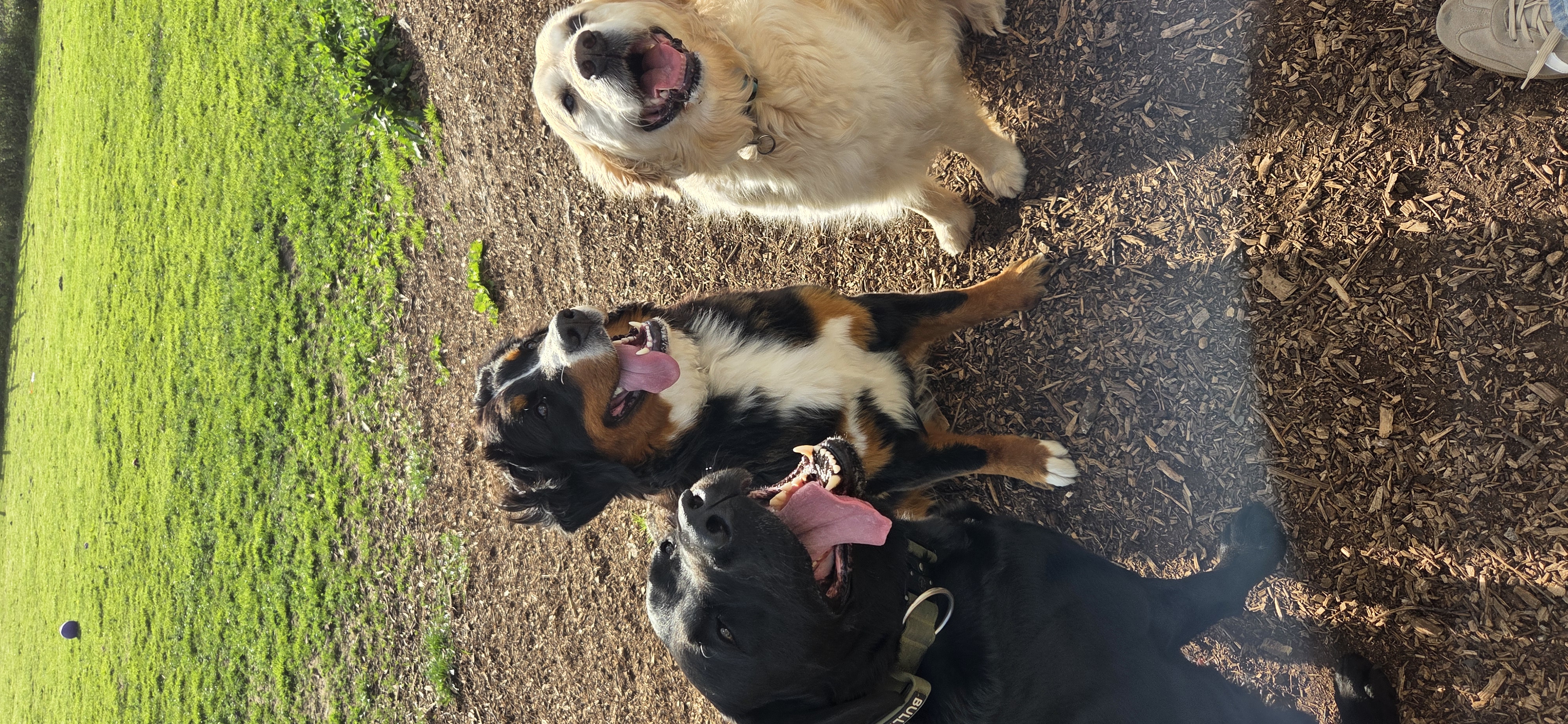 Koda with Major and Jet