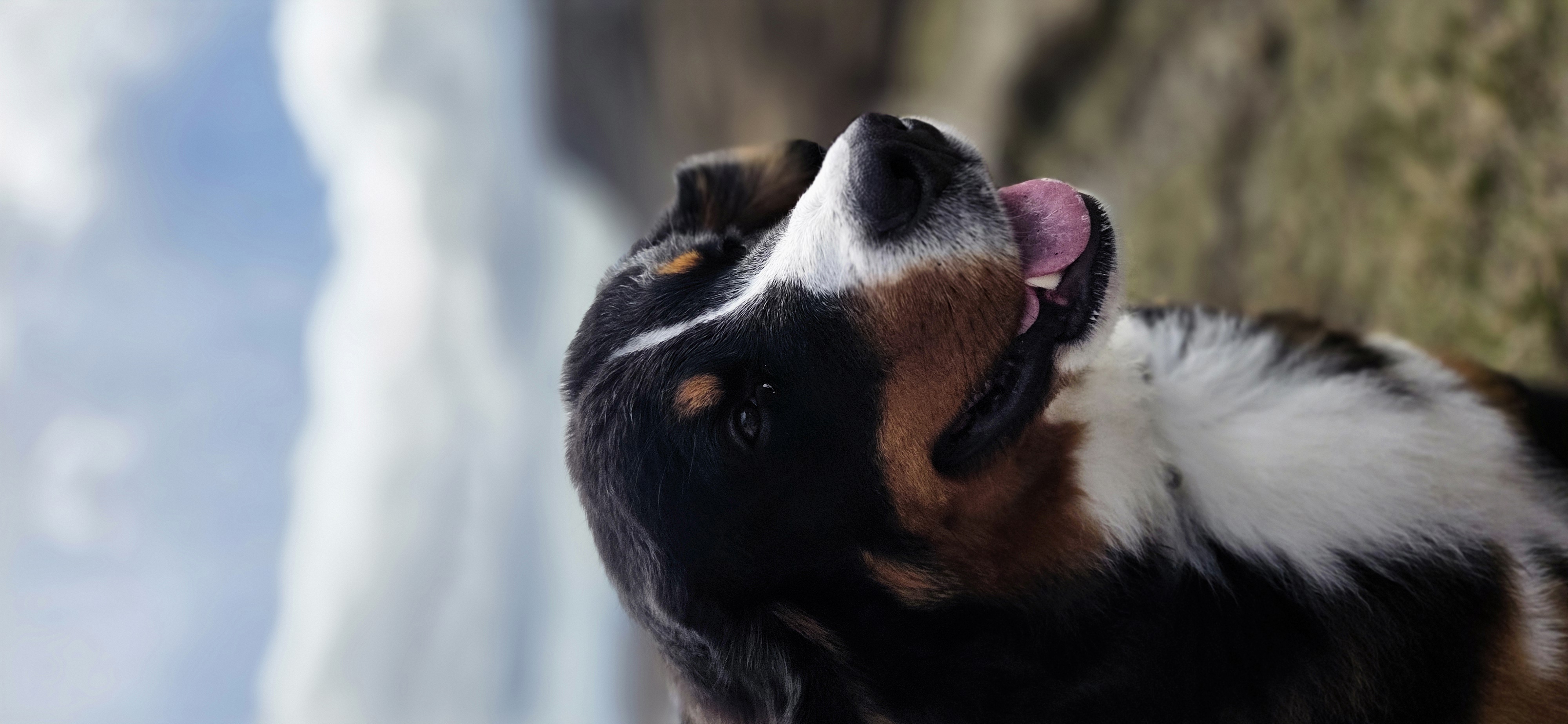 Koda in the mountains