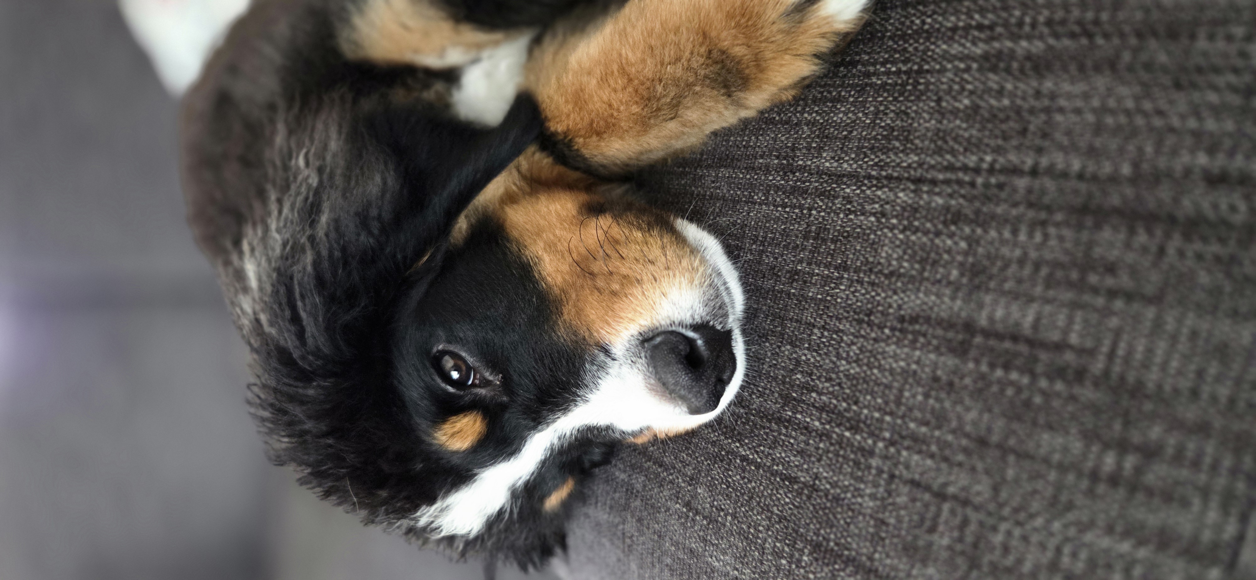 Koda as a puppy