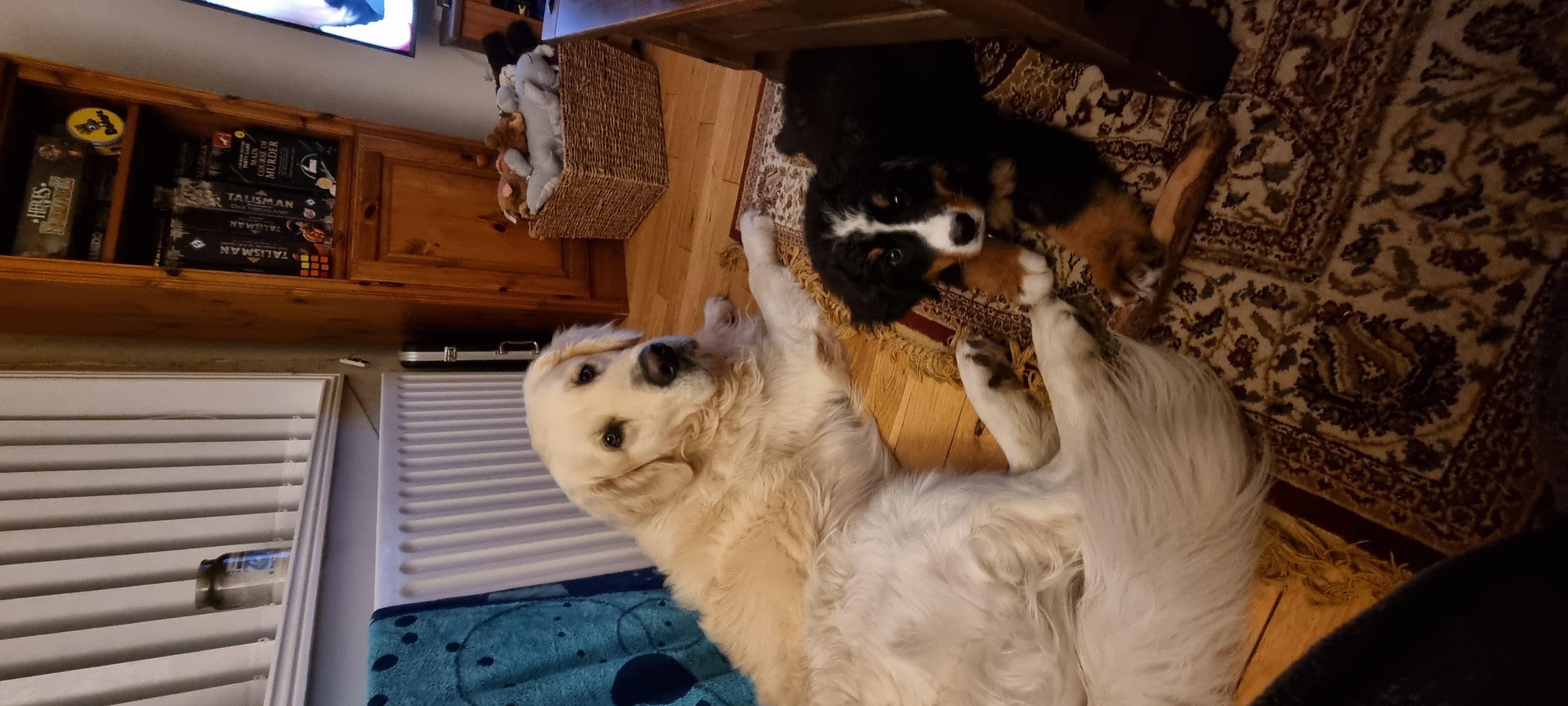 Koda as a puppy with Tito