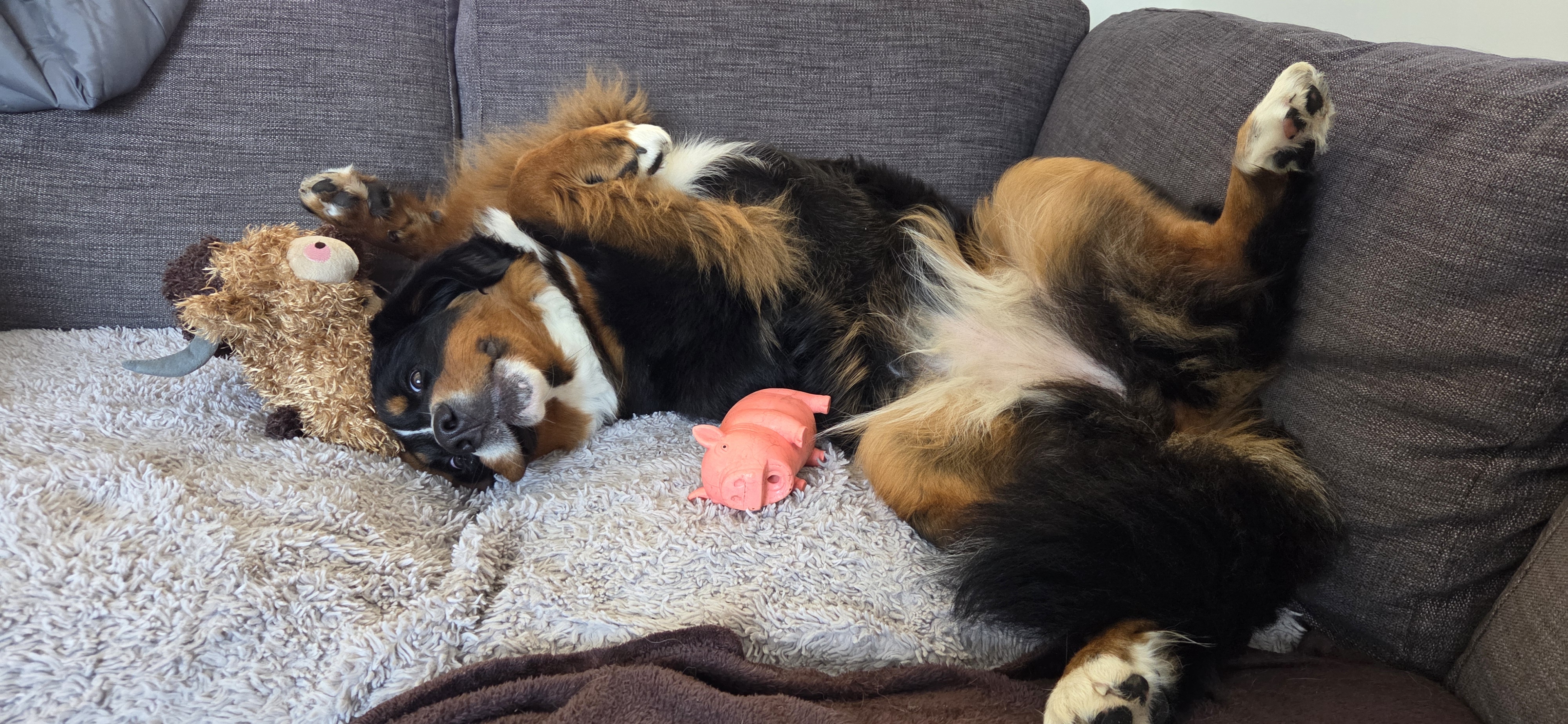 Koda rolling over