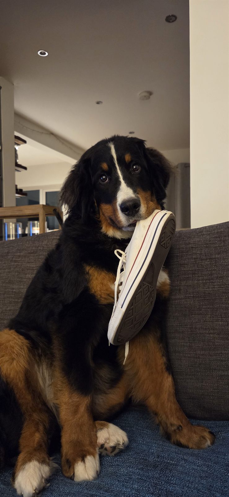 Koda stealing my shoes