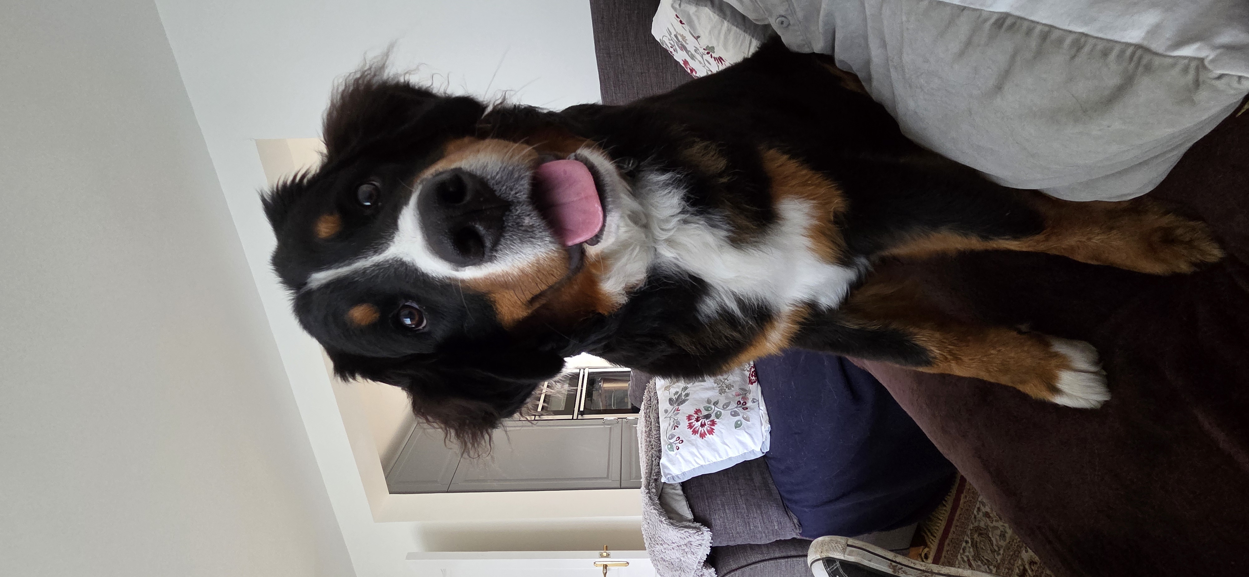 Koda with a head tilt