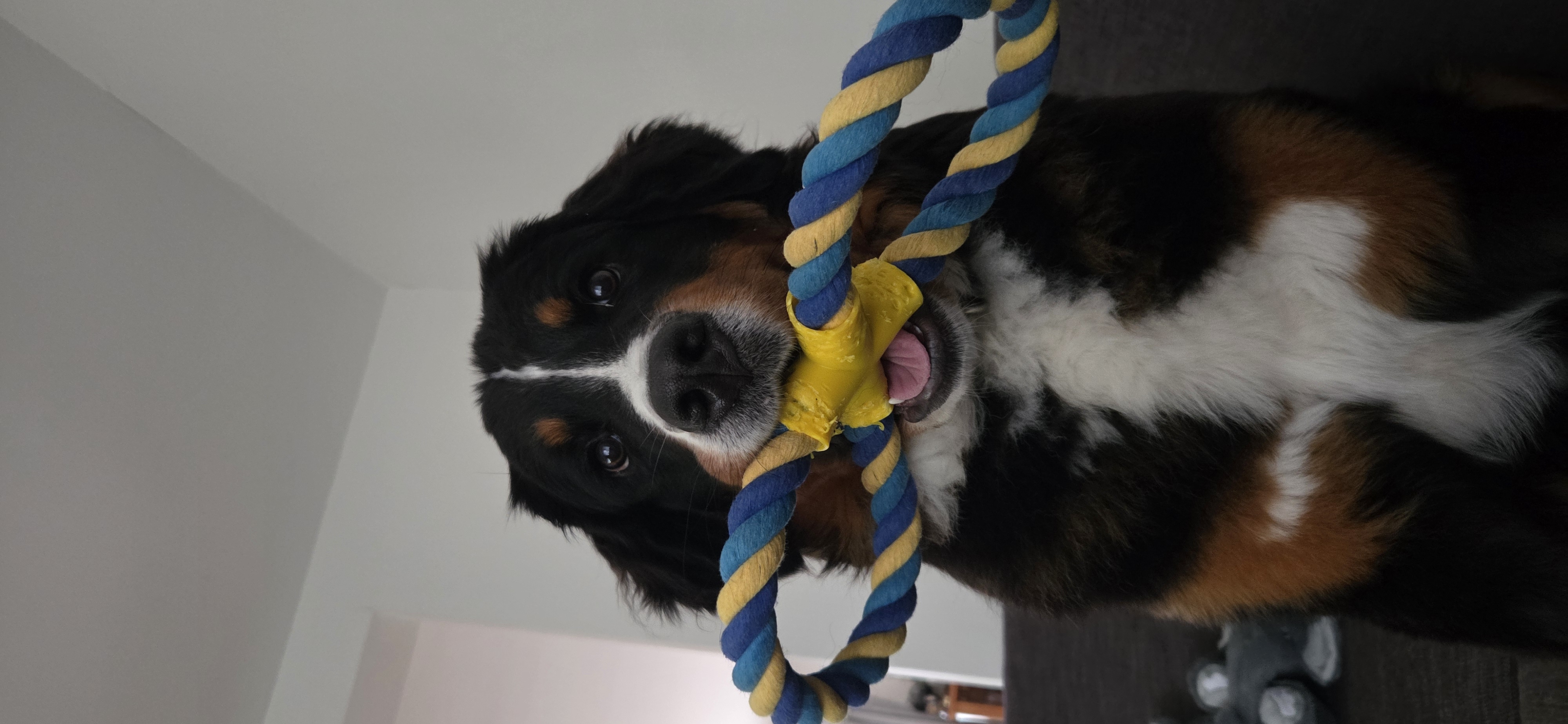 Koda with a toy