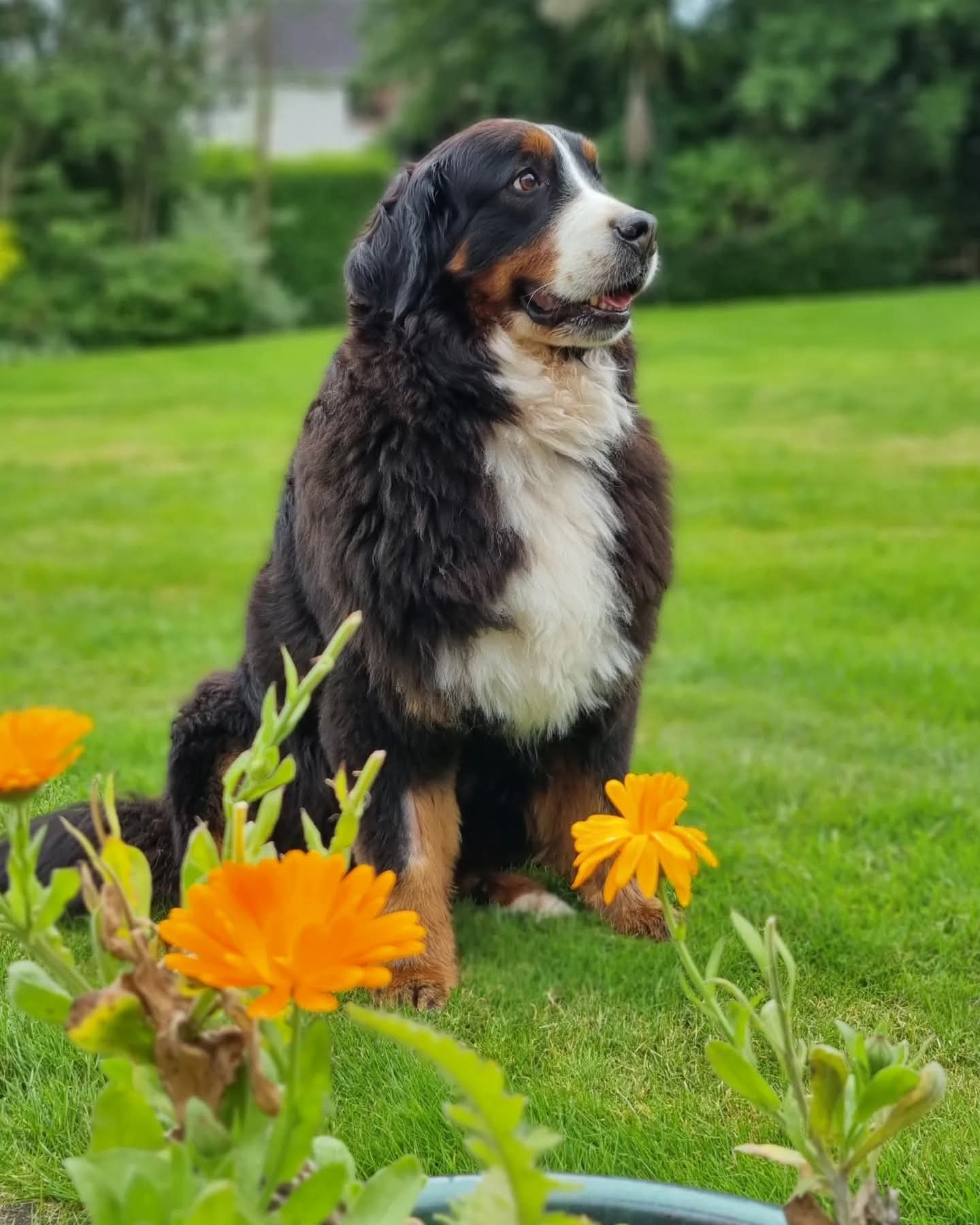 Nanook with a flower
