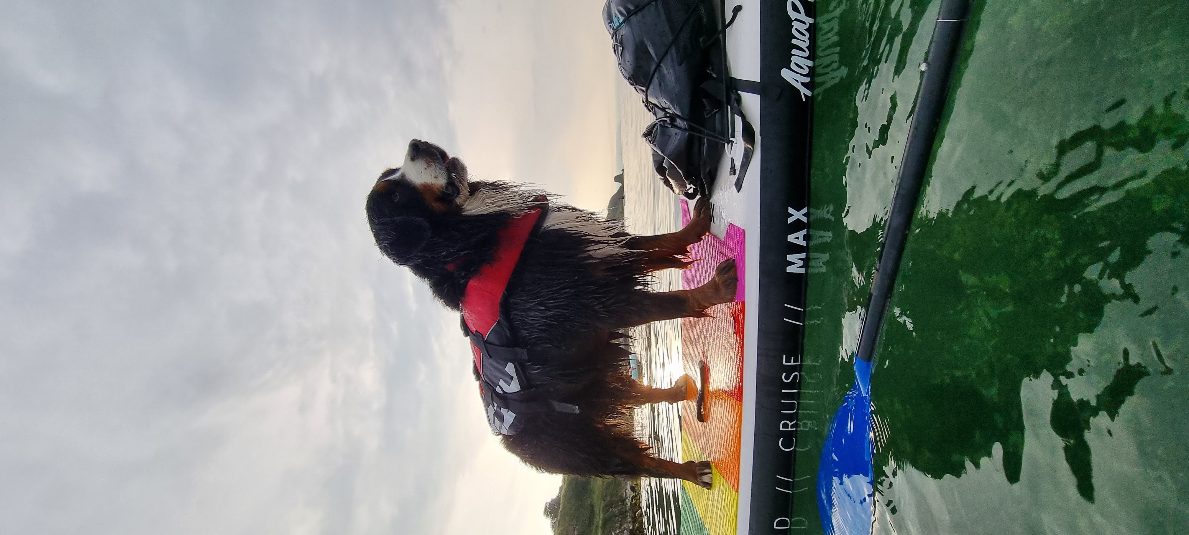 Nanook paddling